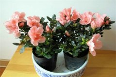 杜鵑花什么品種最好？盤點十大常見杜鵑花品種圖片