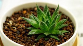 什么植物可以凈化空氣？盤點十大凈化空氣的室內(nèi)植物