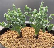 4種長相獨(dú)特的盆栽植物，彈簧草、魚骨令箭上榜