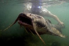 世界十大巨型淡水魚，湄公河巨型鯰魚排第一位