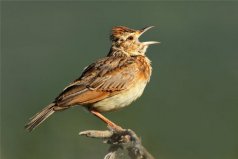 中國四大名鳥：百靈、畫眉、繡眼鳥、靛頦