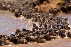 世界十大動(dòng)物遷徙奇跡：角馬、帝王蝶、北極海鷗全入榜