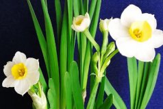 冬季開花的植物花卉有哪些？盤點17種冬天開花的植物
