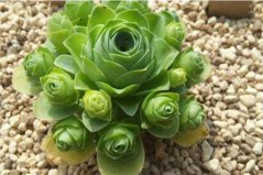 盤點十種超人氣多肉植株，山地玫瑰位列榜首