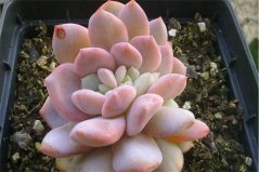 多肉植物哪種最好看？盤點最受歡迎6種多肉植物