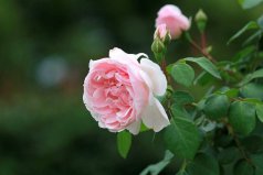 一年四季開花有香味的七種植物，月季花、四季桂居前兩位