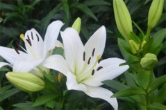 情人節(jié)姐妹閨蜜送什么花好？盤點(diǎn)10種送閨蜜最適合花卉