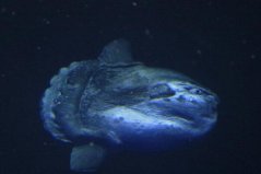世界十大繁殖能力最強(qiáng)的動(dòng)物，翻車魚當(dāng)之無(wú)愧排第一名
