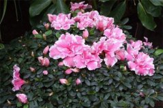代表財(cái)富的花有哪些？盤點(diǎn)八大常久財(cái)富花卉
