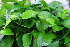 家里養(yǎng)什么綠植凈化空氣？凈化空氣最好的植物排名