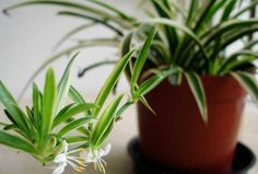 什么盆栽凈化空氣最好？凈化空氣的十大盆栽植物