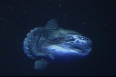 世界十大繁衍能力最強動物：翻車鲀魚當仁不讓，拔得頭籌
