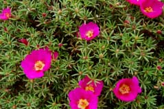 太陽(yáng)花有哪些品種圖片？盤點(diǎn)10種最美品種太陽(yáng)花
