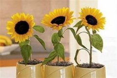 哪種花的花語(yǔ)是暗戀？盤點(diǎn)10種代表暗戀的不同花卉