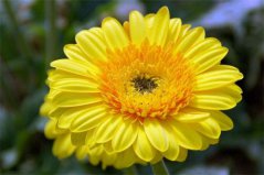 秋天什么植物最美？盤(pán)點(diǎn)10種秋天最美植物