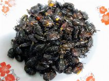 貴州6大“另類”美食：炒臭屁蟲、牛糞火鍋榜上有名