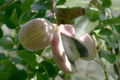 中國十大最常見野菜野果，八月瓜與萬壽果居前兩名