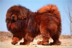 世界上最兇悍的十大犬種：藏獒居榜首，土佐犬第二名