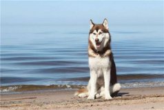 世界十大中型犬排名：金毛犬排第四，第一名是哈士奇