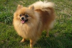 十大適合家養(yǎng)的小型犬：西施犬上榜，博美犬奪冠