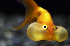 世界五大最難養(yǎng)的金魚(yú)，水泡金魚(yú)排在第一位