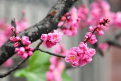 冬季最常開(kāi)的十種花：臘梅排第三，梅花排第一