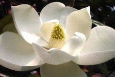 四季常綠的十大綠化樹(shù)品種：廣玉蘭、女貞、柏樹(shù)排前三名