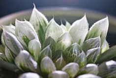 世界最名貴的十大多肉植物，霓虹燈玉露排第一名