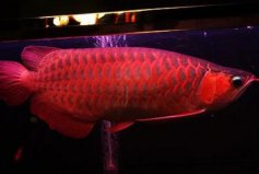 世界十大最貴的觀賞魚，血紅龍價格高達上萬元