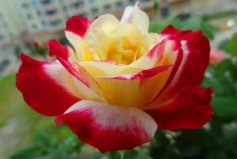 十大濃香型月季排名：珍妮莫羅排第五，紅雙喜奪冠