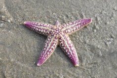 十大動(dòng)作最慢的動(dòng)物排名，海星、海參、蝸牛榜上有名