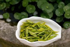 綠茶十大知名品種：西湖龍井奪冠，洞庭碧螺春居第二