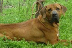 世界十大兇悍猛犬：土佐斗犬居魁首，比特犬第二