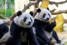 世界十大著名的國(guó)寶動(dòng)物：獨(dú)角犀牛上榜，大熊貓高居榜首