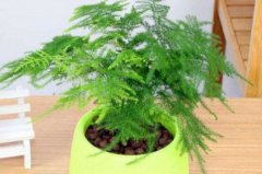 辦公室適合擺放的十大植物，文竹、富貴竹均榜上有名