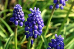 世界十大最香的植物排名，風信子、香水樹前兩位