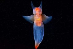海洋中十大最漂亮的動(dòng)物：鸚鵡魚上榜，裸海蝶排榜首