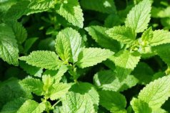 世界最出名的十大草本植物：薄荷、蘆薈、人參排前三名