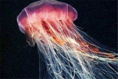 世界十大劇毒水母，僧帽水母、箱形水母榜上有名