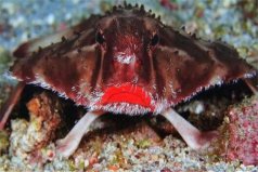 世界十大最丑動(dòng)物：紅唇蝙蝠魚(yú)居首，精靈鯊居第二