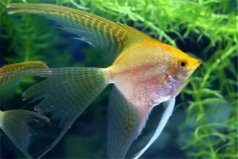 世界十大最美動(dòng)物：神仙魚居首，北極狼入榜！