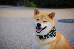 十大目前最受歡迎的寵物：小香豬上榜，柴犬居榜首