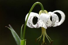 云南八大名花：百合排第一，杜鵑花排第二