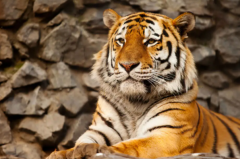 世界上最厲害的動物十大排名，老虎、獅子居前兩名
