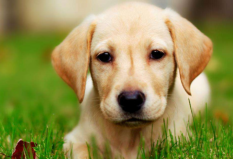 全球十大人氣犬種排行榜：金毛第二，拉布拉多位列第一