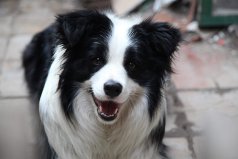 世界上十大最受歡迎的家犬：邊境牧羊犬居榜首，薩摩耶犬上榜