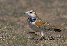 世界上10大最受歡迎的寵物鳥，百靈鳥排第一位