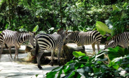 新加坡旅游景點排名前十，新加坡動物園排第一位