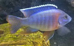 三大流氓觀賞魚排行榜：十間魚排第二，雜鯛排第一