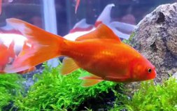 冷水魚什么品種最好養(yǎng)？十大養(yǎng)不死的冷水魚